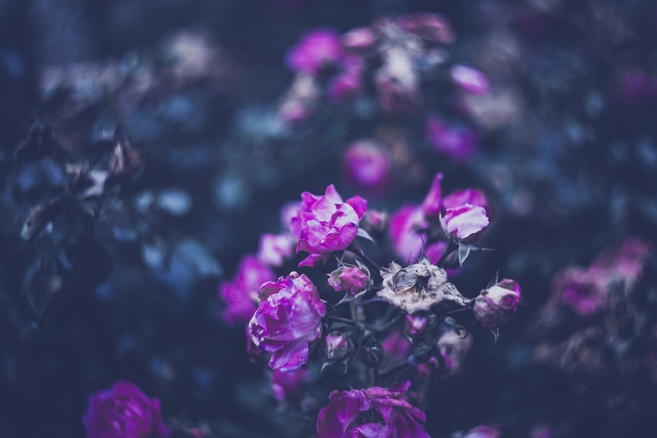 Image - roses garden blossom bloom pink