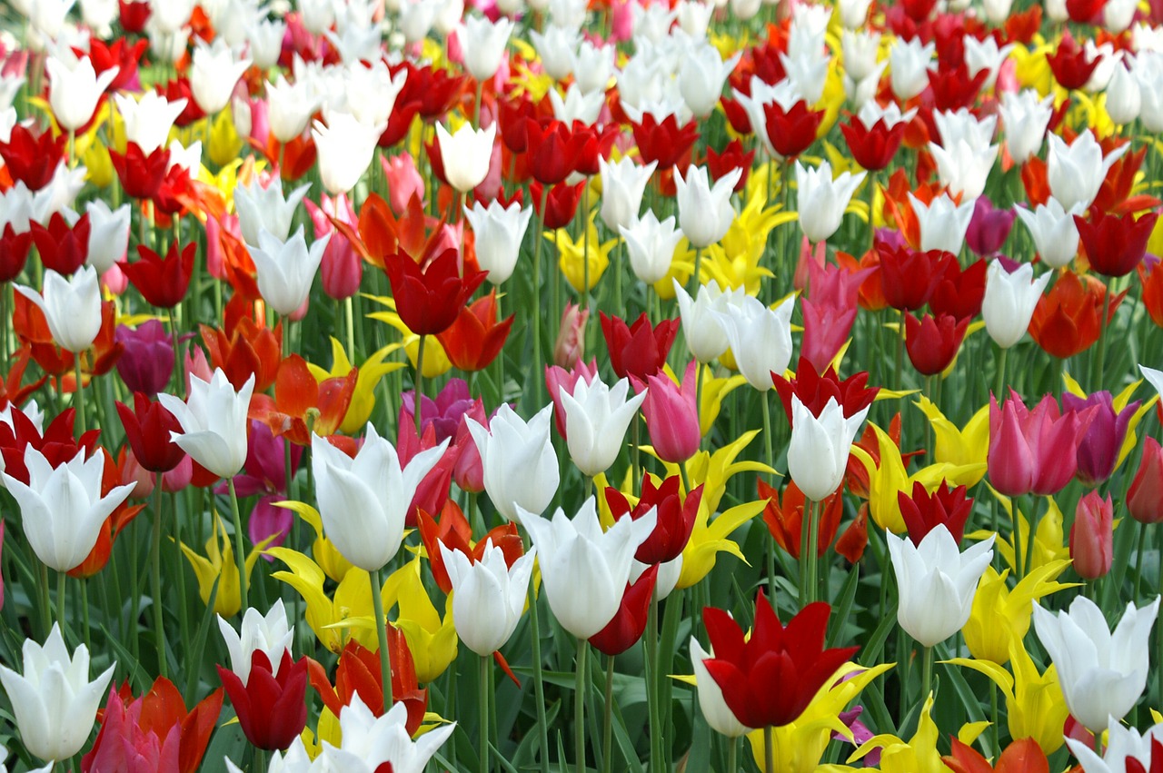 Image - tulips holland spring nature tulip