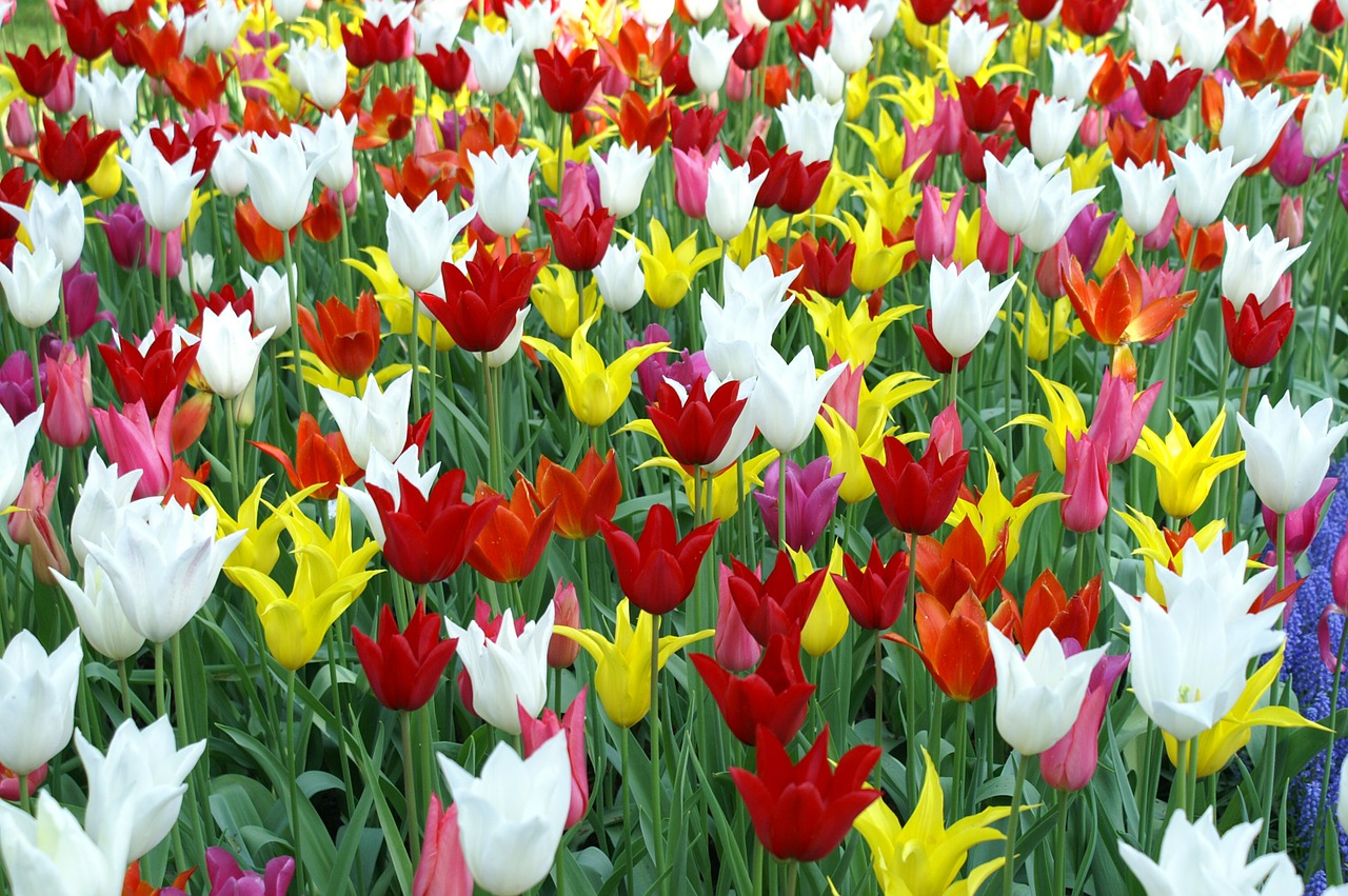 Image - tulips holland spring nature tulip