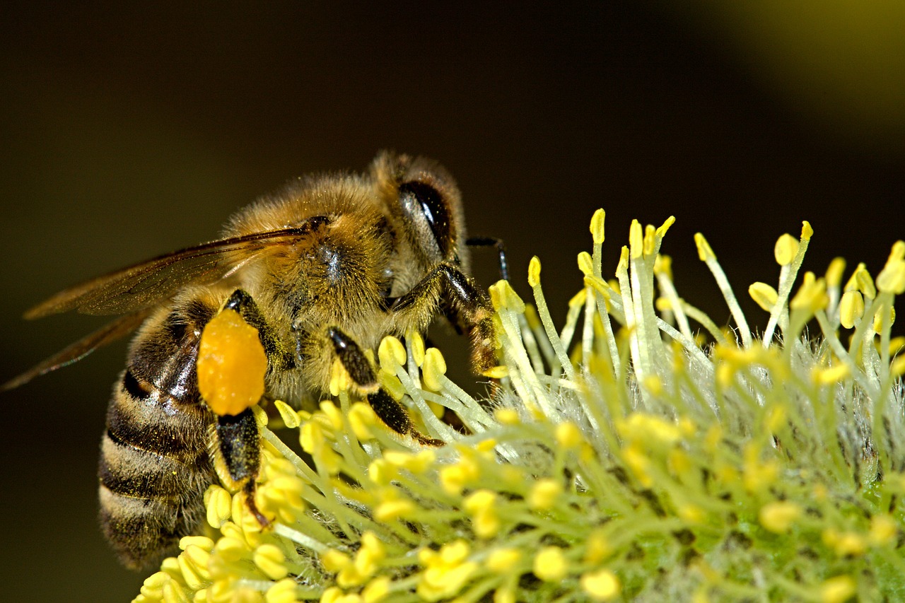 Image - bees pollination insect macro work