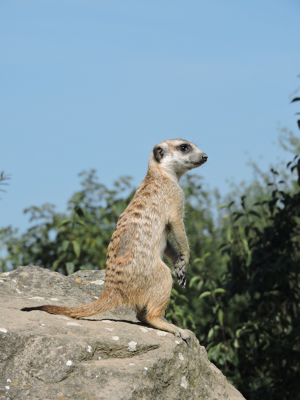 Image - meerkat zoo view