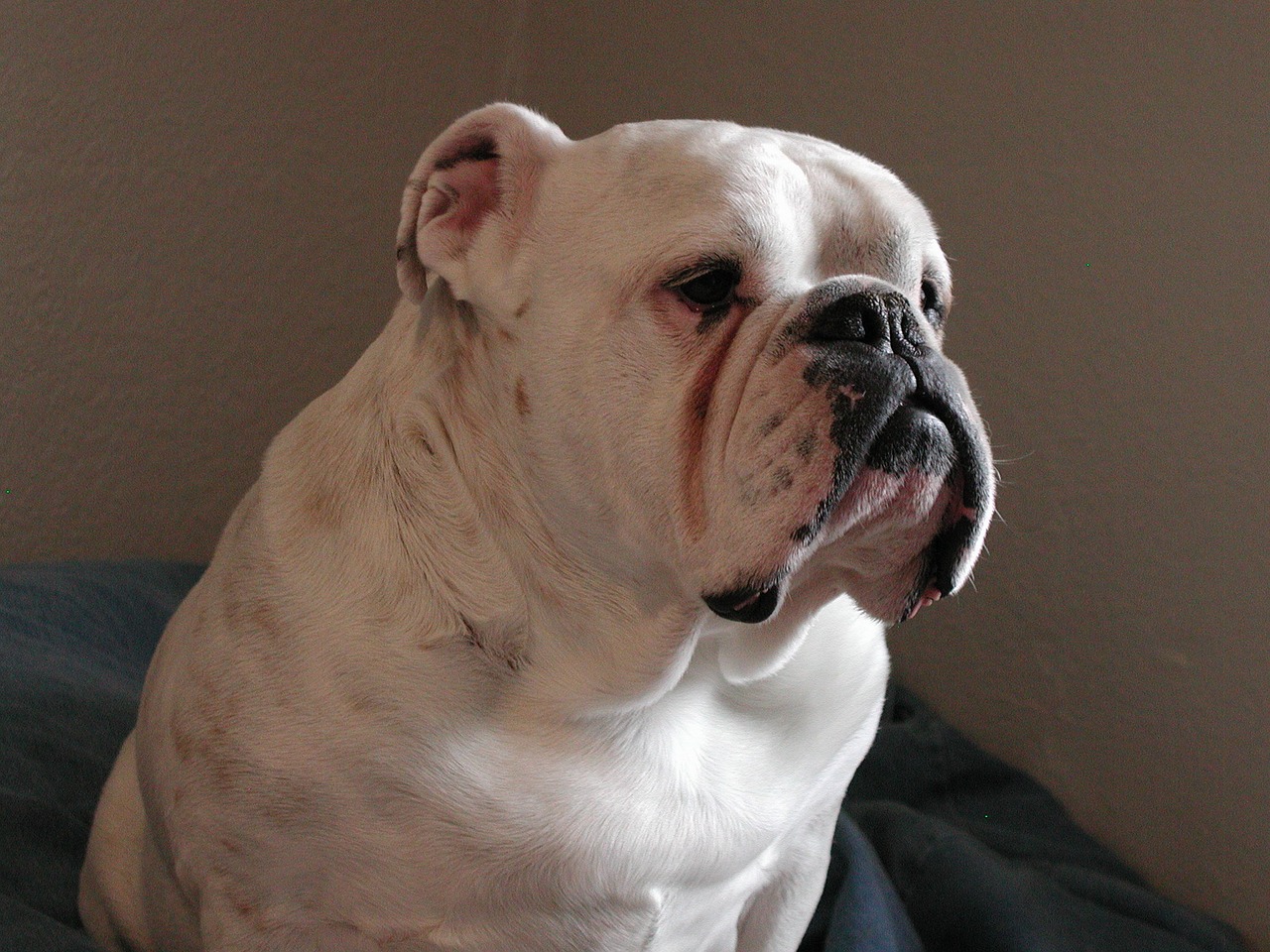 Image - animals bulldog canine purebred