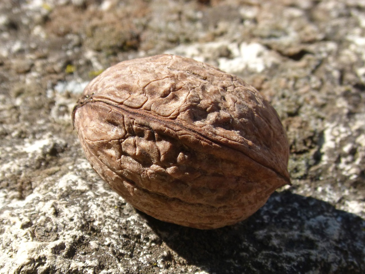 Image - nut closed dry fruit autumn shell