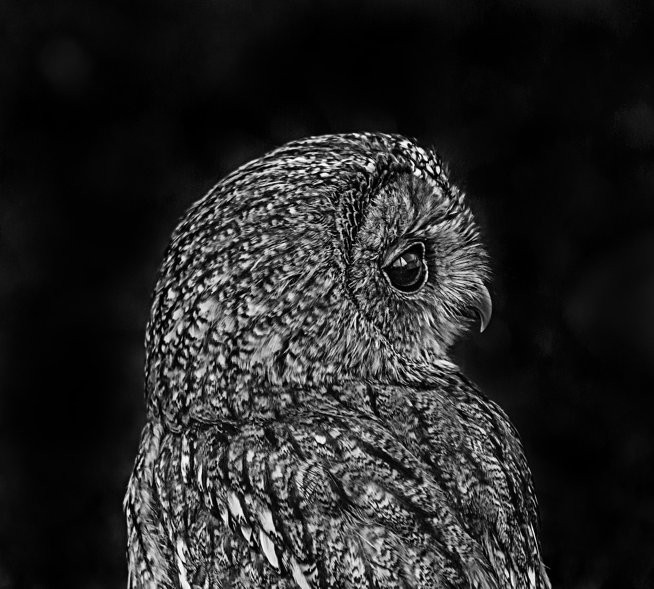 Image - owl black white bird nature art