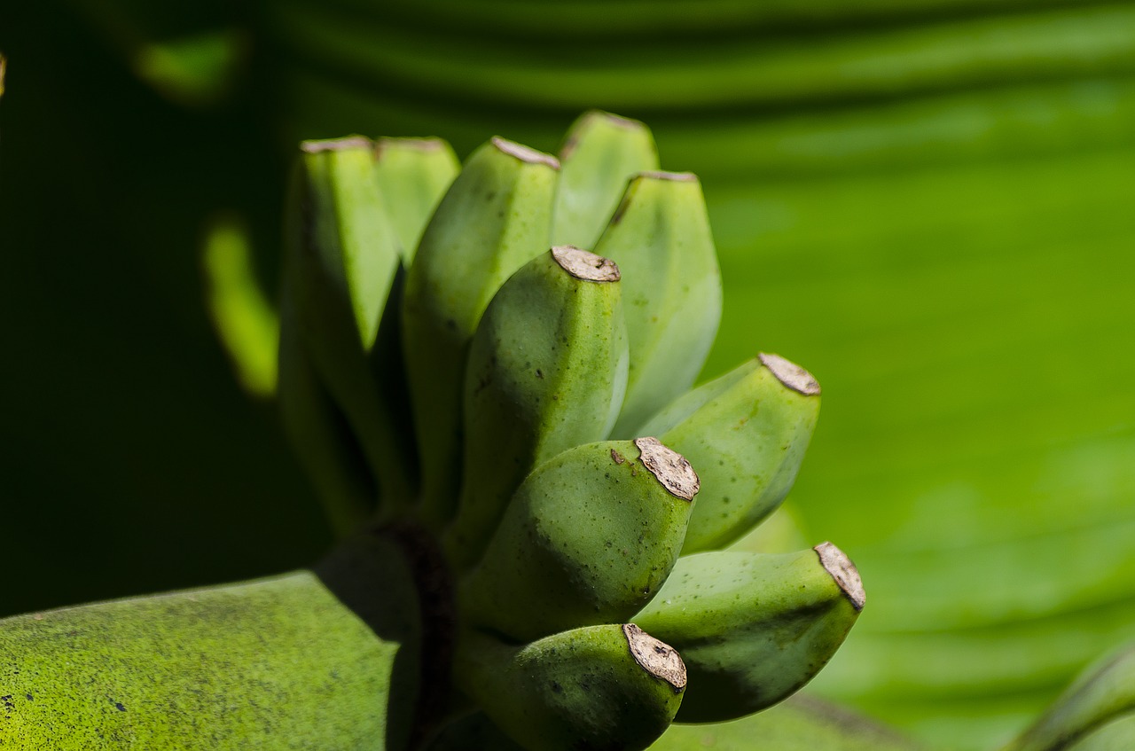 Image - banana banana tree fruit nature