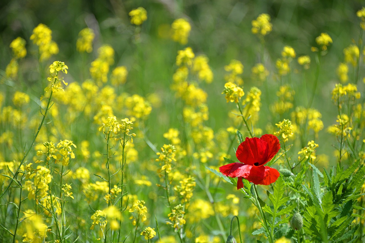 Image - poppy only isolated form ile red