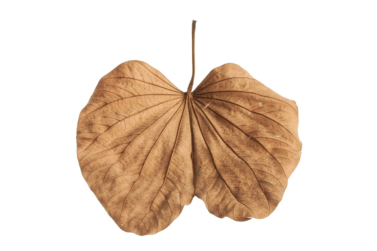 Image - leaves macro yellow brown autumn