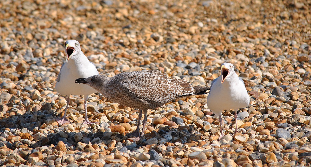 Image - seagull birds beach stones