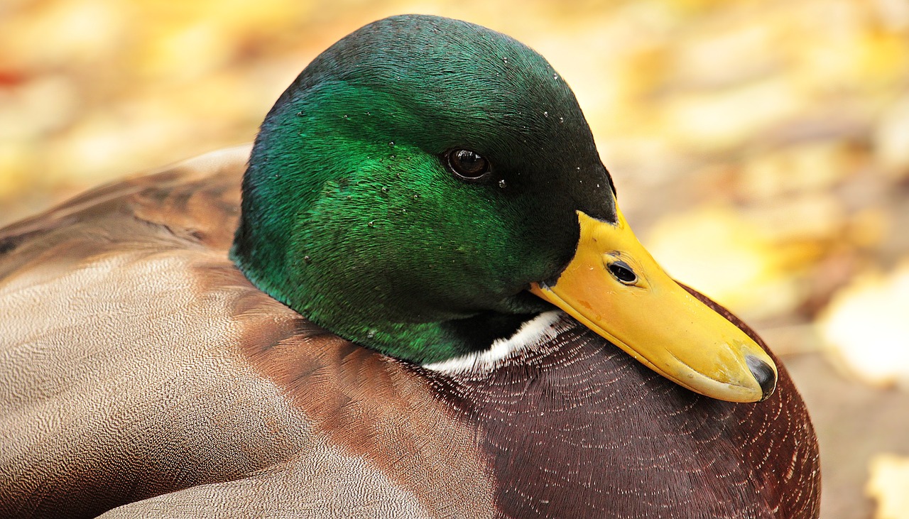 Image - drake duck duck bird autumn