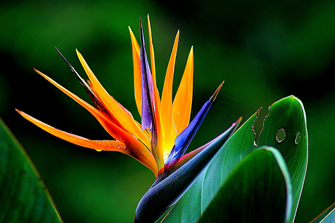 Image - flower wildflower bird of paradise