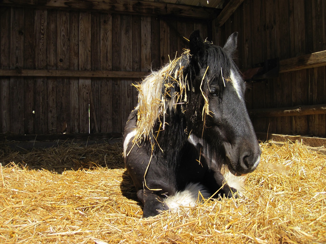 Image - horse pinto black white tinker