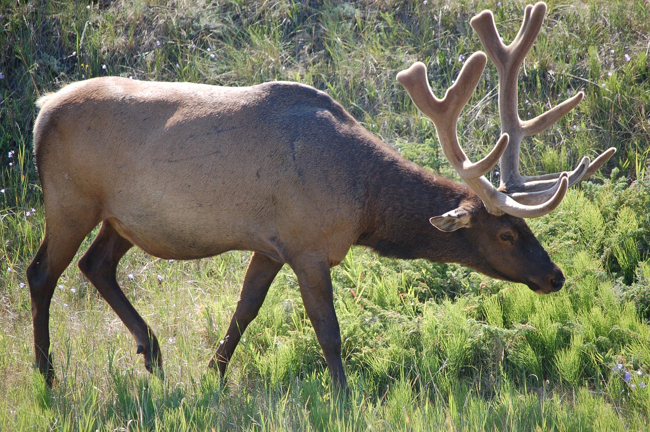 Image - elk nature wildlife mammal deer