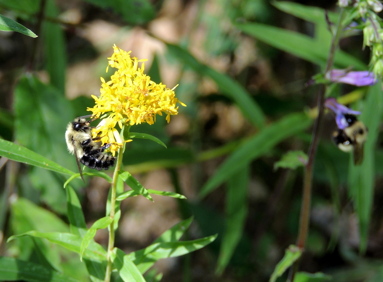 Image - bumble bee flower bumble insect