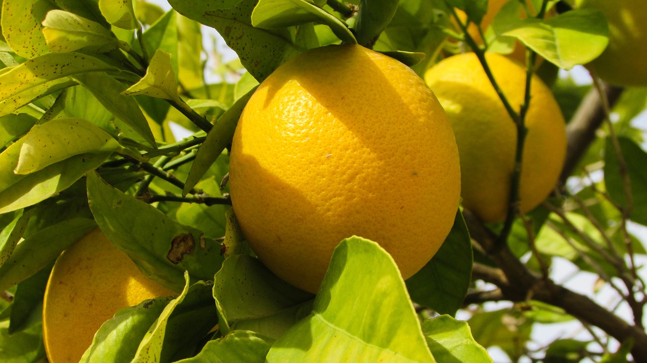 Image - orange tree nature fruit food