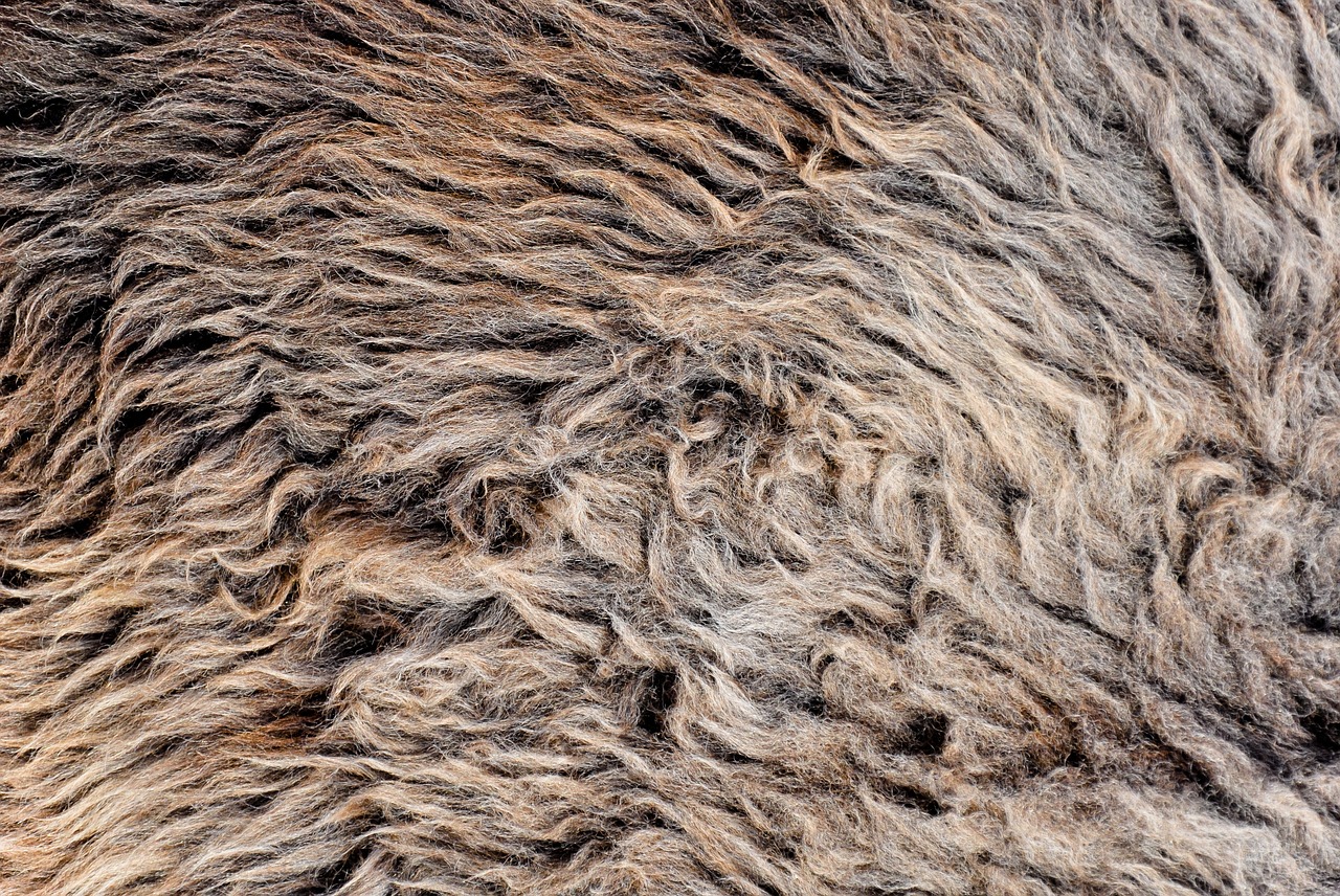 Image - fur thick hair gray the background