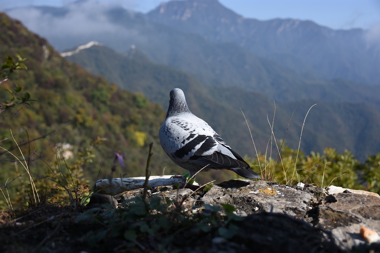 Image - the great wall pigeon bird nock