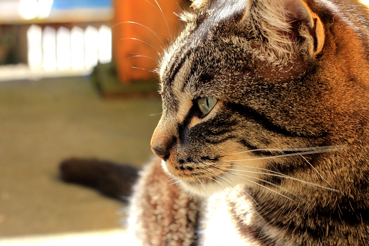 Image - cat tabby smile feline pet kitten