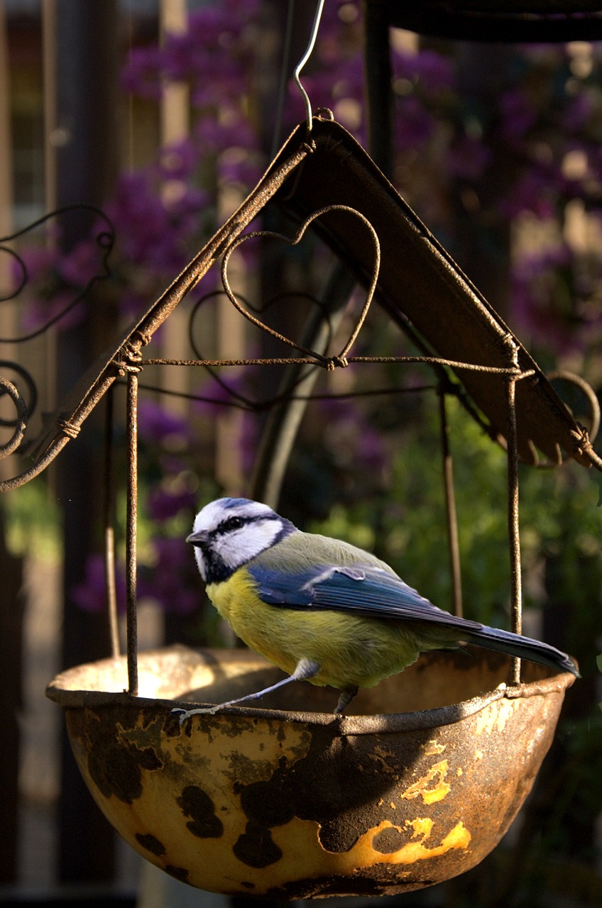 Image - bird feeding garden nature