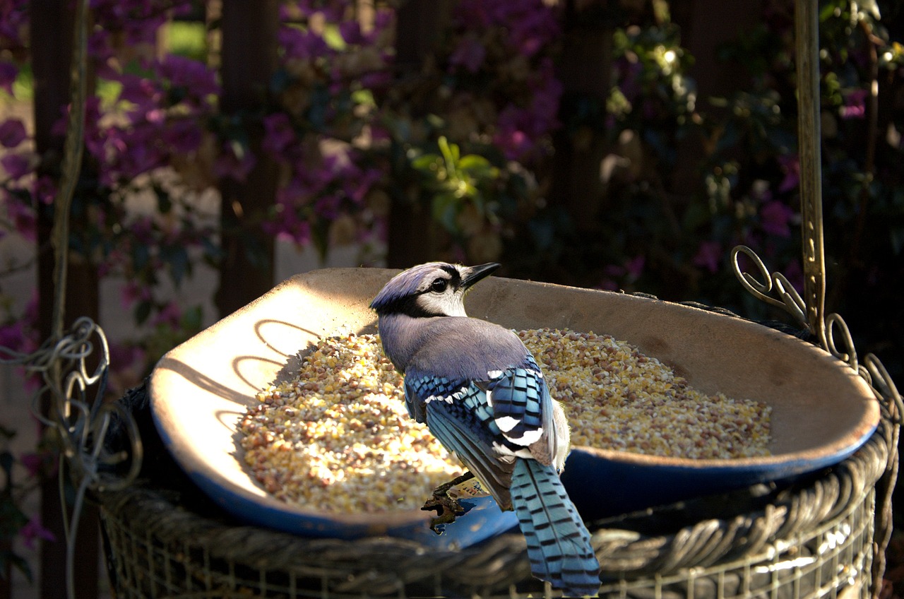 Image - bird feeding time garden nature