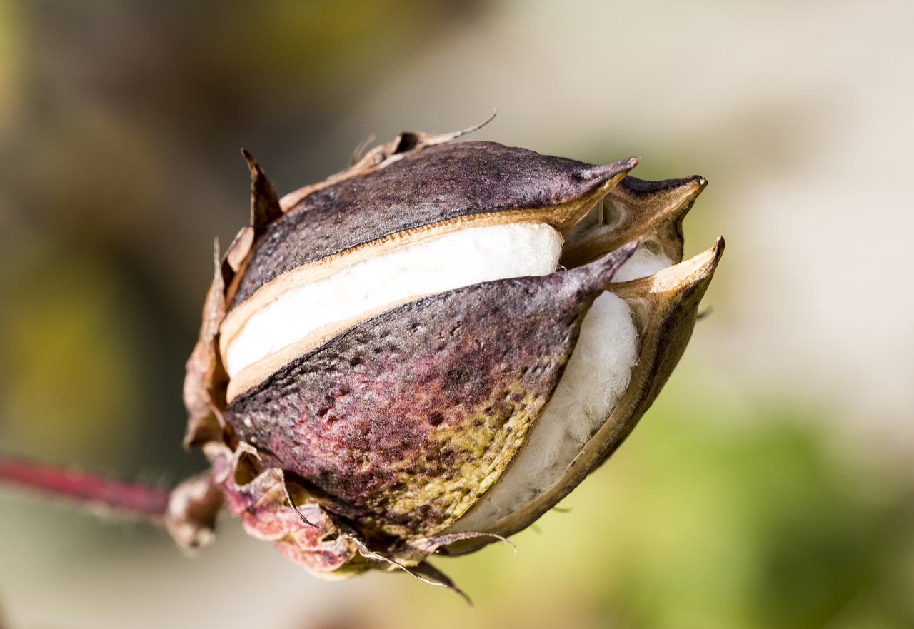 Image - cotton flower nature plant flowers