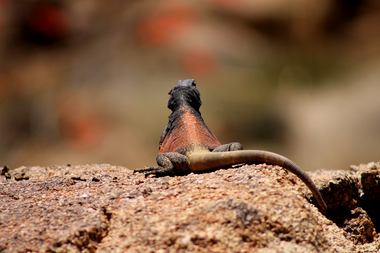 Image - lizard iguana chuckwalla desert