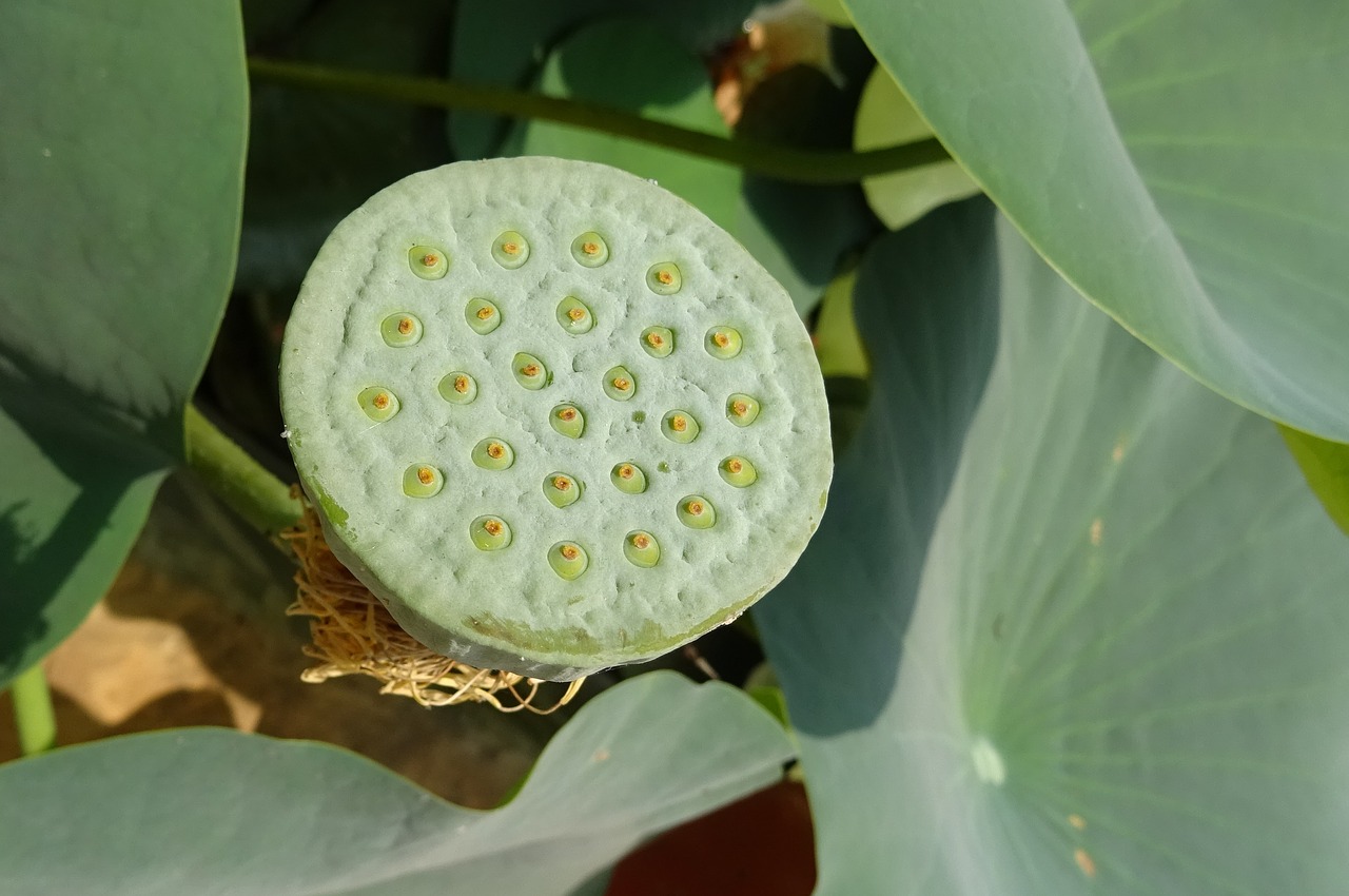 Image - pod seed pod nelumbo nucifera