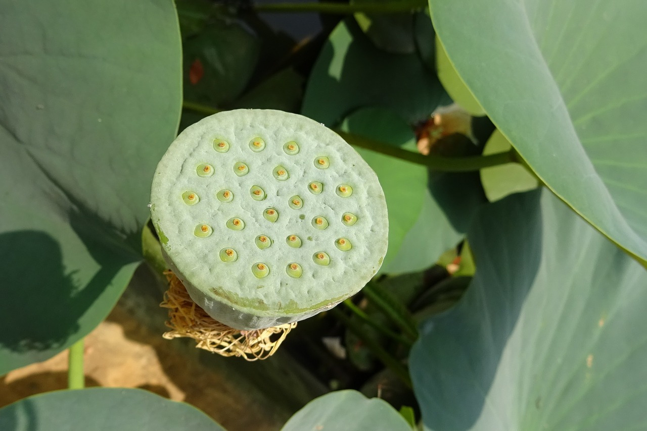 Image - pod seed pod nelumbo nucifera