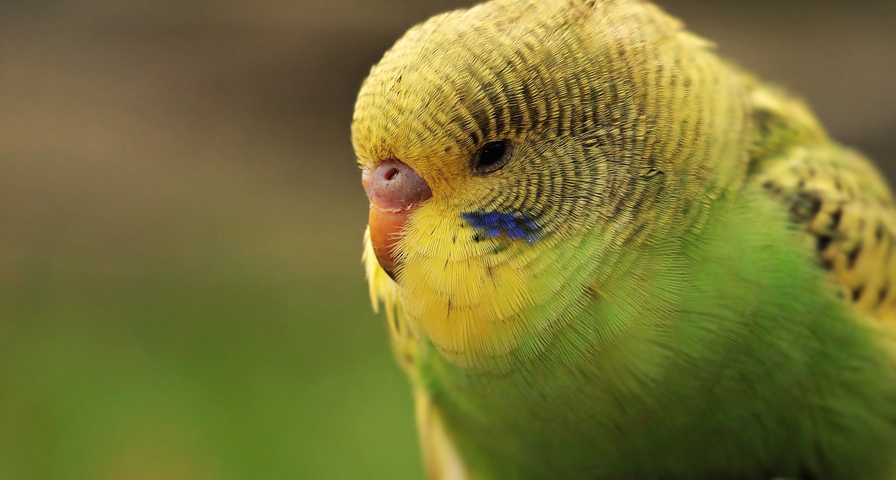 Image - budgie bird green yellow