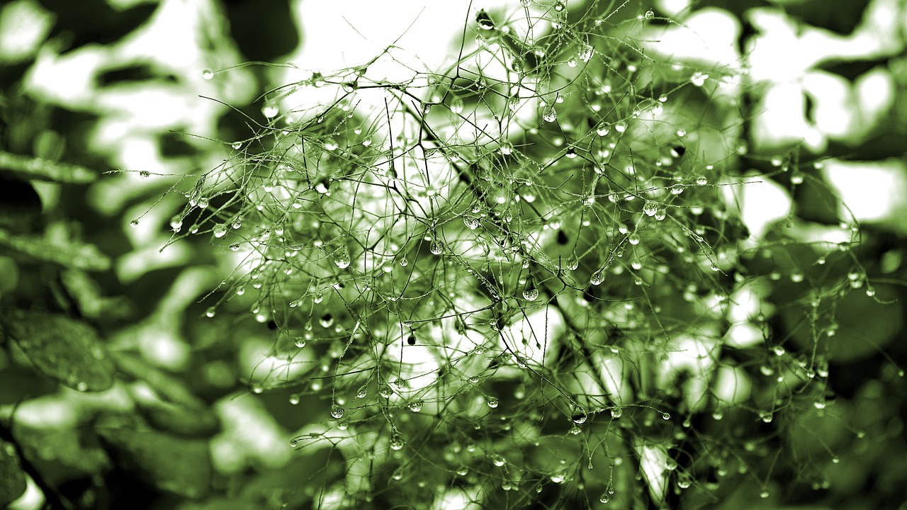 Image - plant rain nature green season