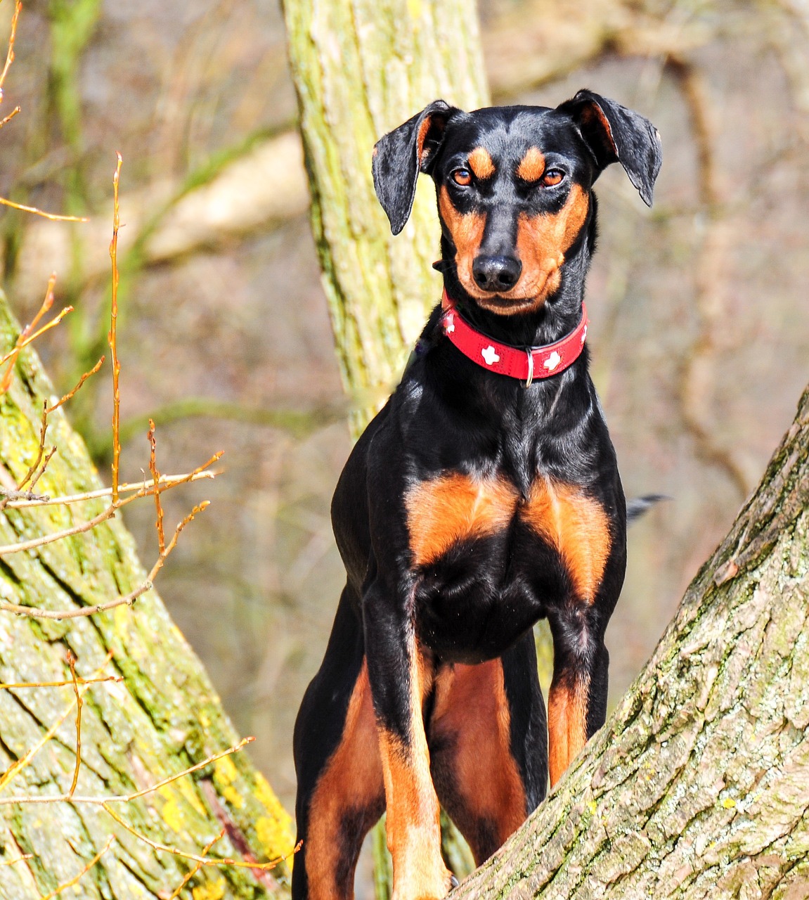 Image - animal dog pinscher german pinscher