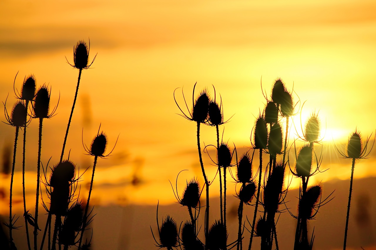 Image - wild teasel sunrise morgenrot skies