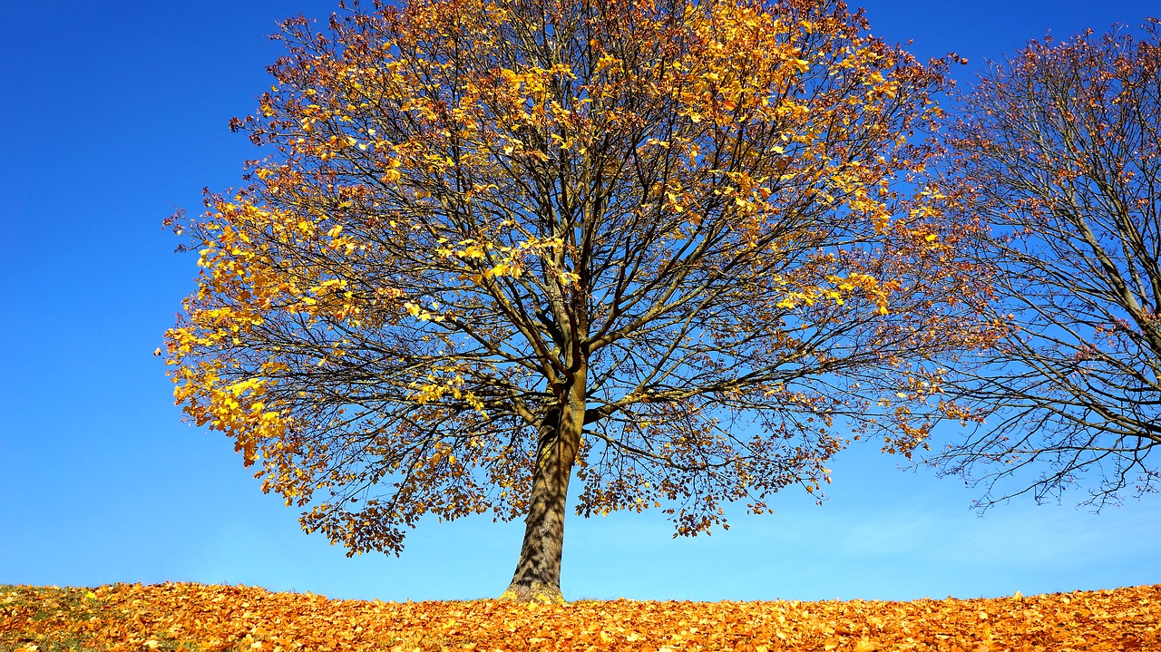 Image - autumn tree fall landscape park