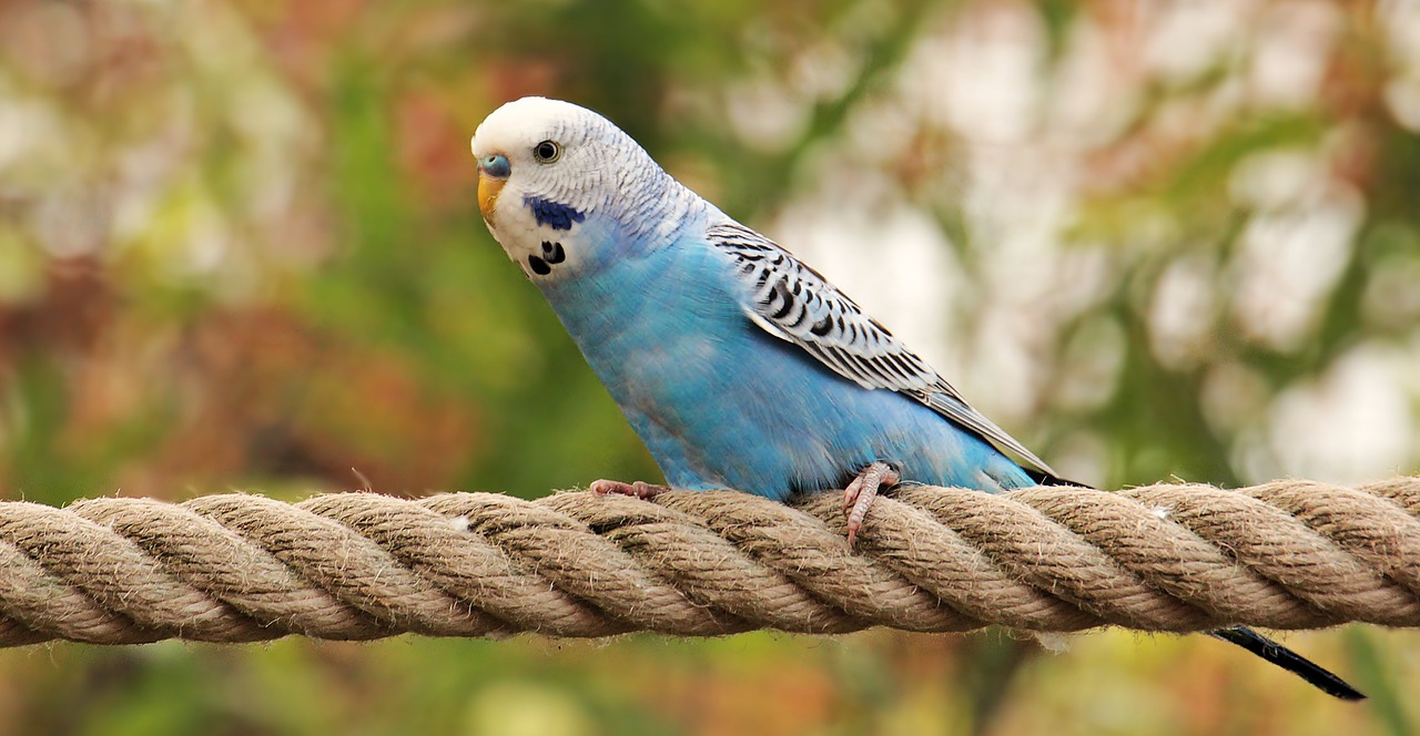 Image - budgie bird blue white