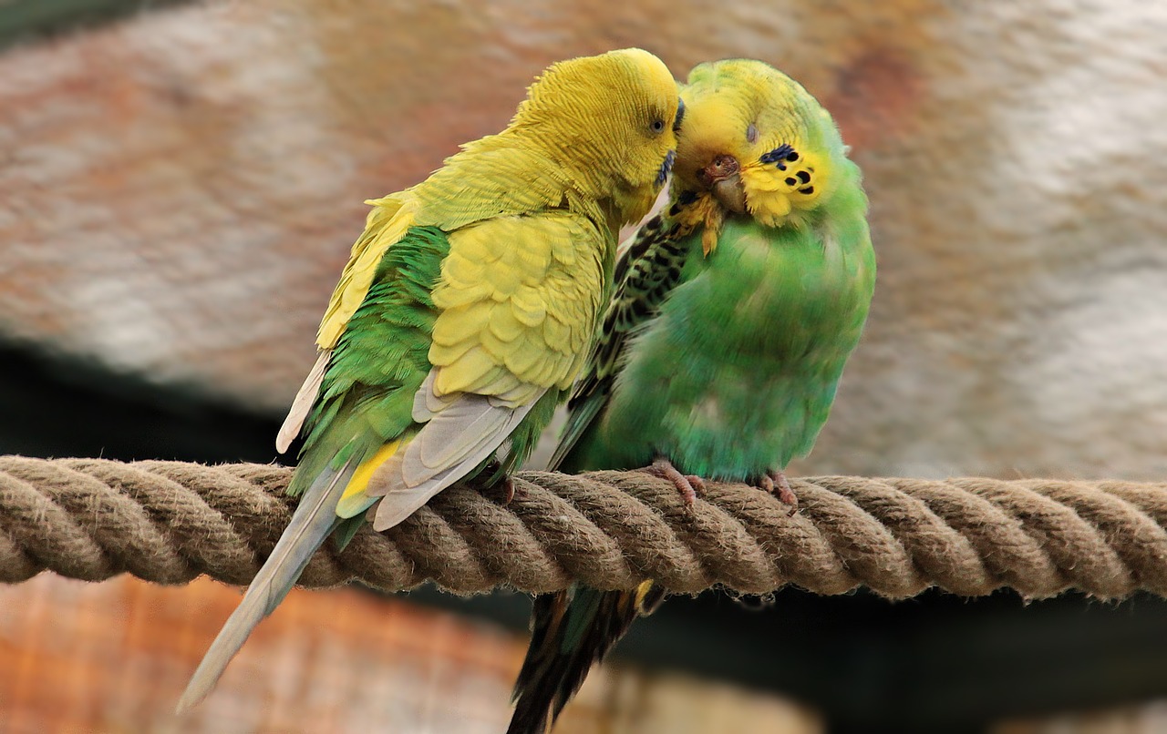 Image - budgerigars birds green yellow