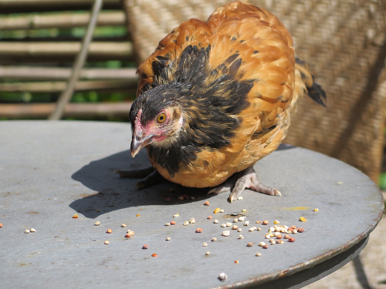 Image - chickens chicks chicks vorwerk