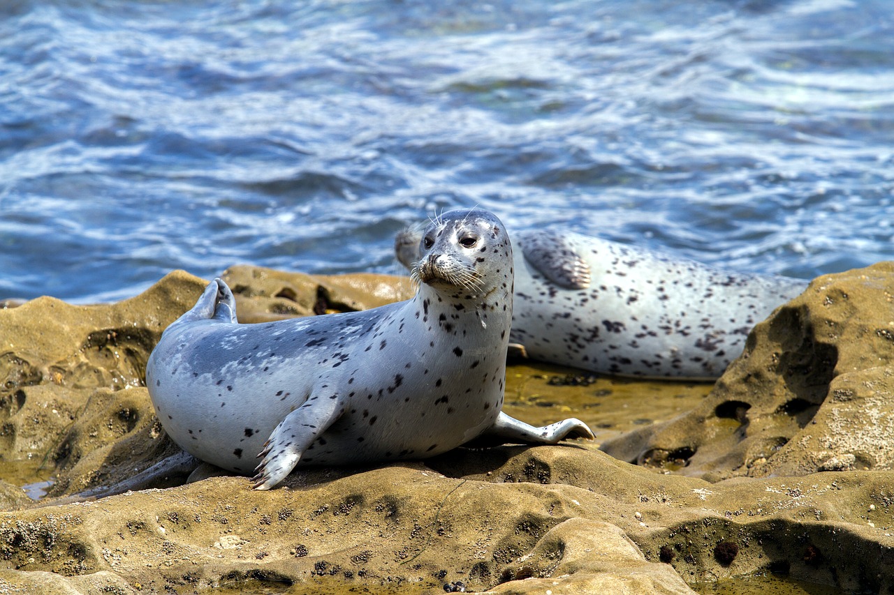Image - robbe seal aquatic animal