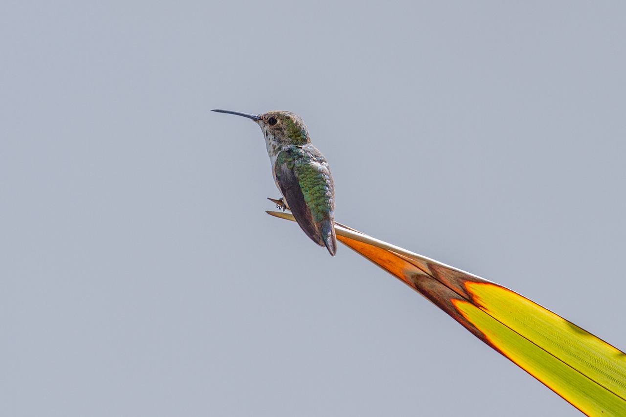 Image - hummingbird birds swifts