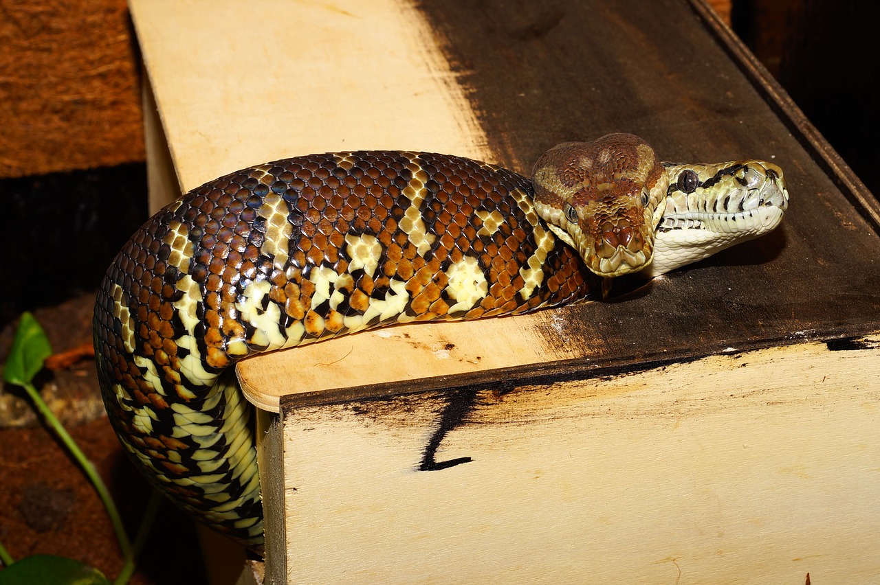 Image - snakes terrarium carpet pythons