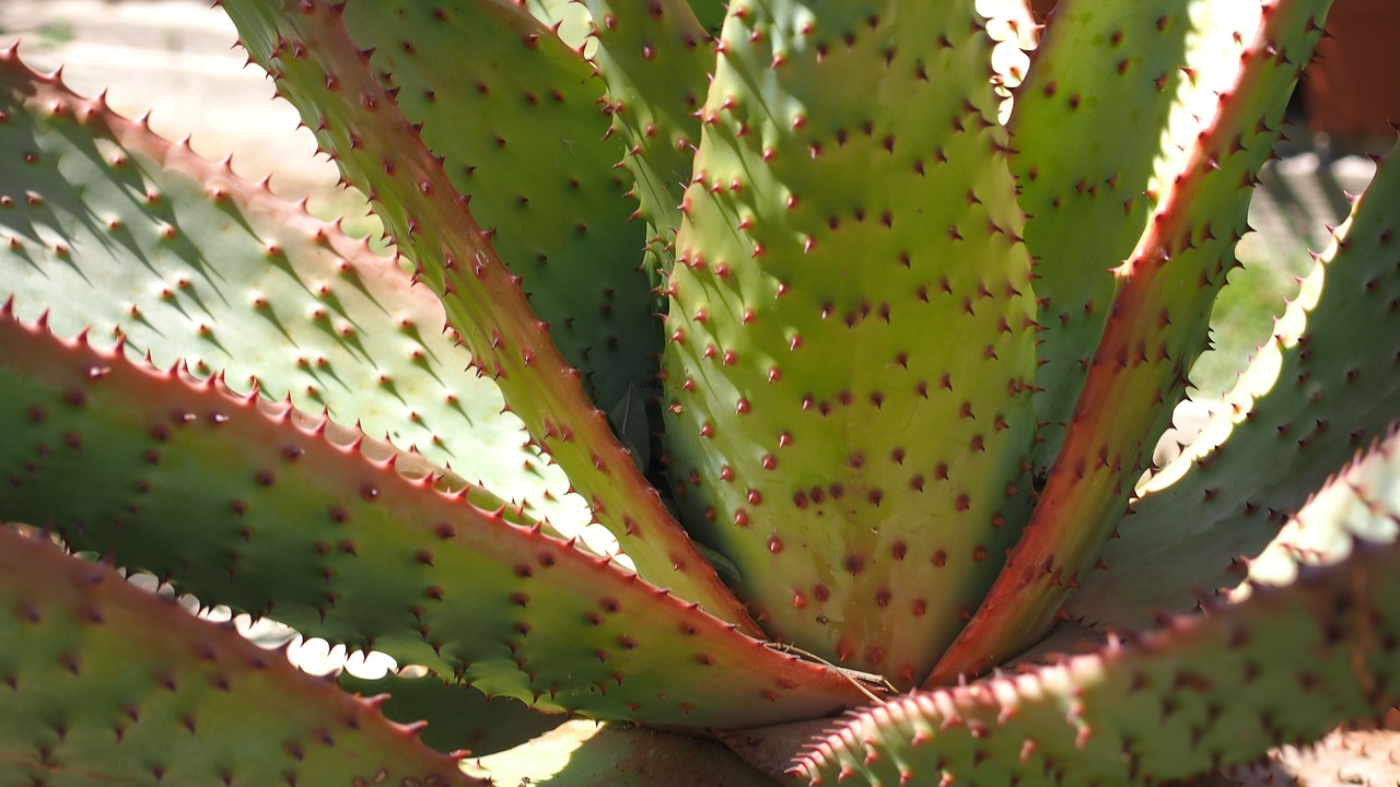 Image - plant quills thorns cactus