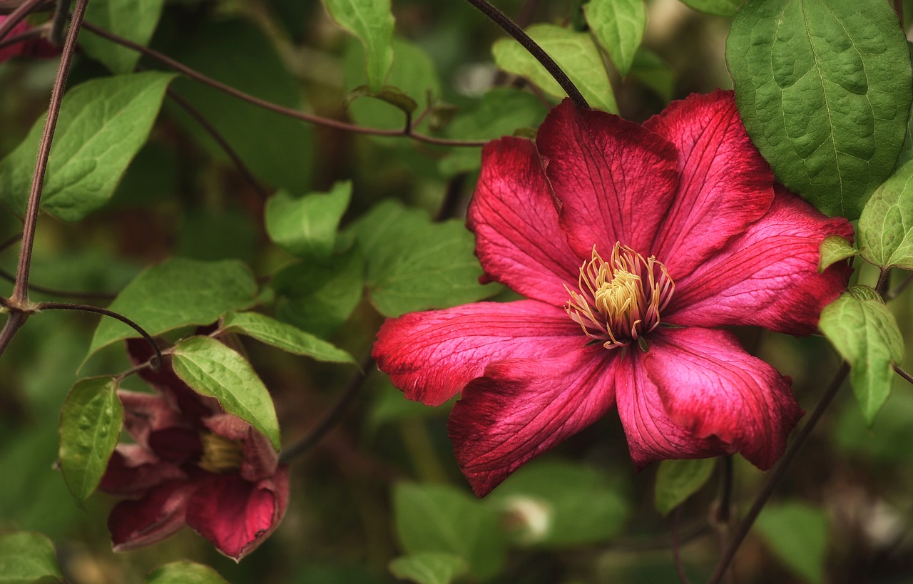 Image - clematis plant flower climber