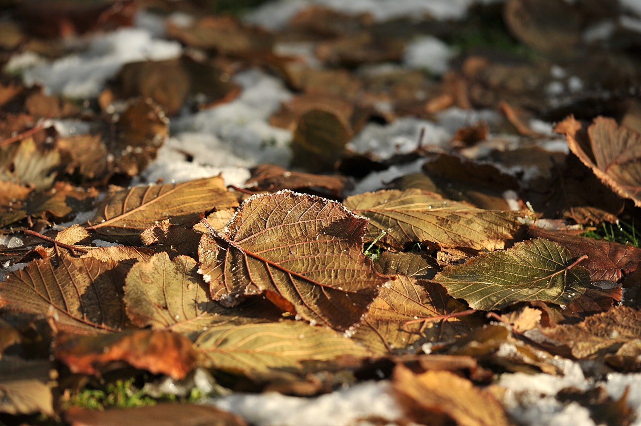 Image - leaves garden snow autumn