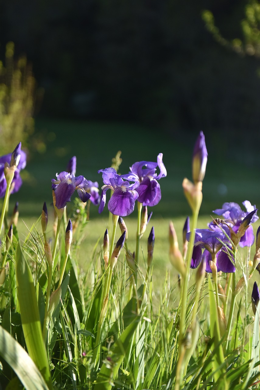 Image - flower violet colour spring iris