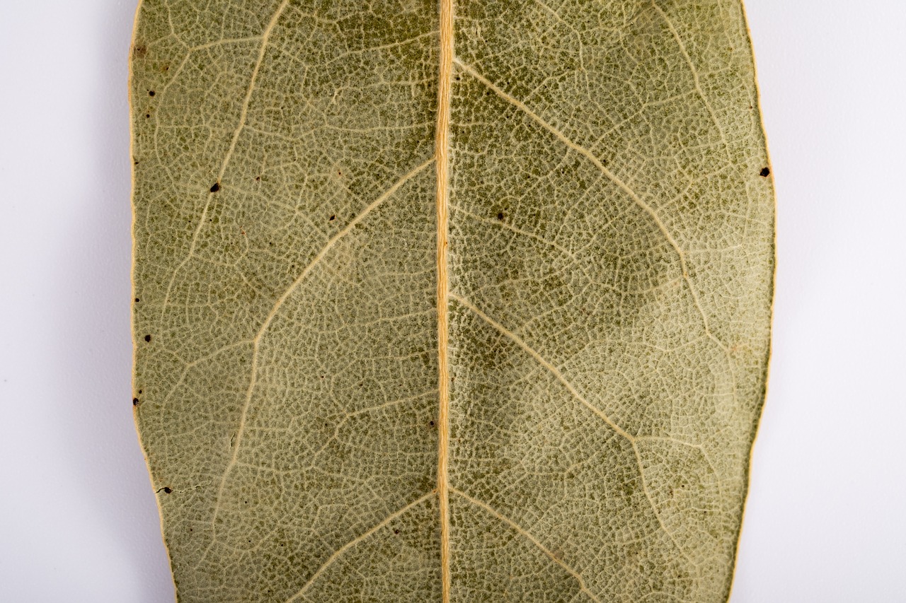 Image - sheet old leaf dry leaves tree