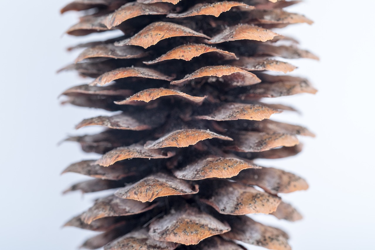 Image - pine cone macro needles forest