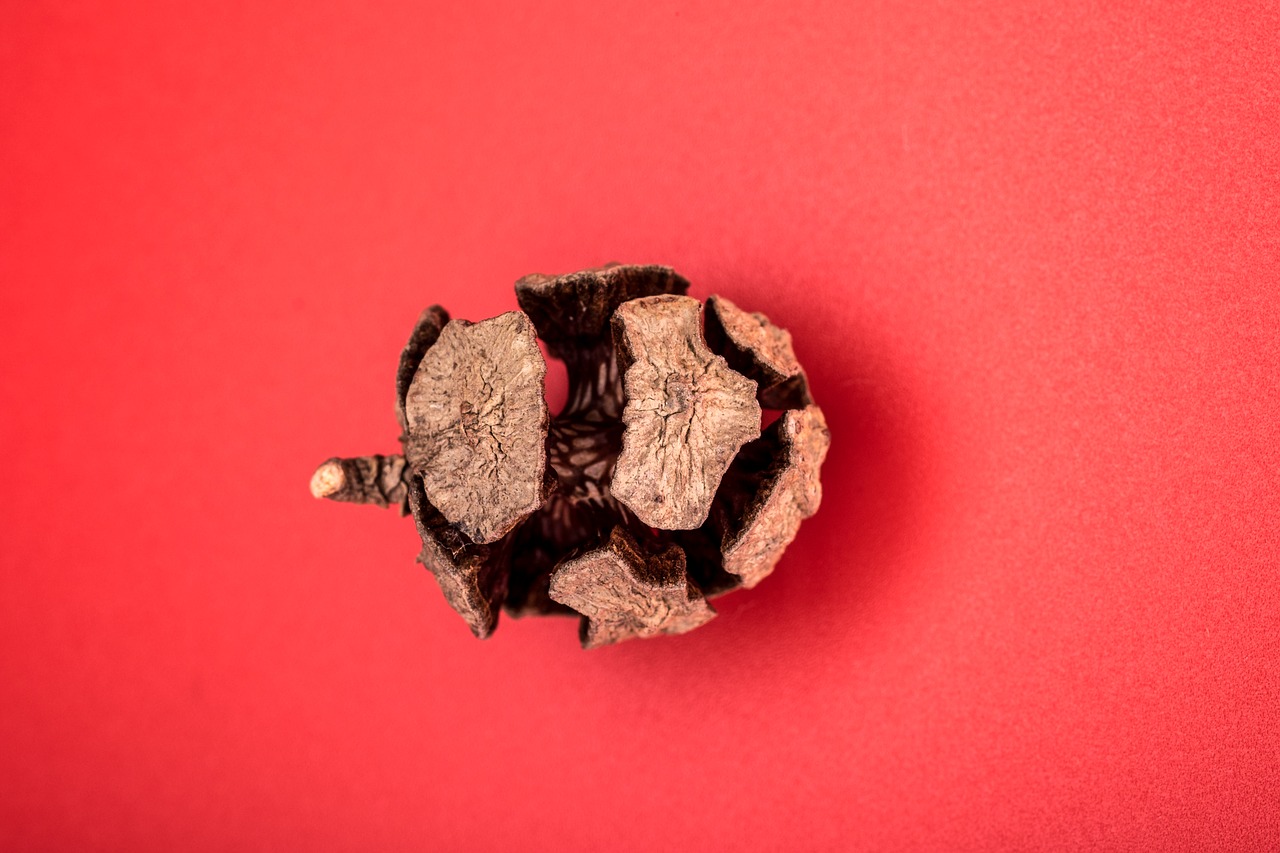 Image - pine cone macro needles forest