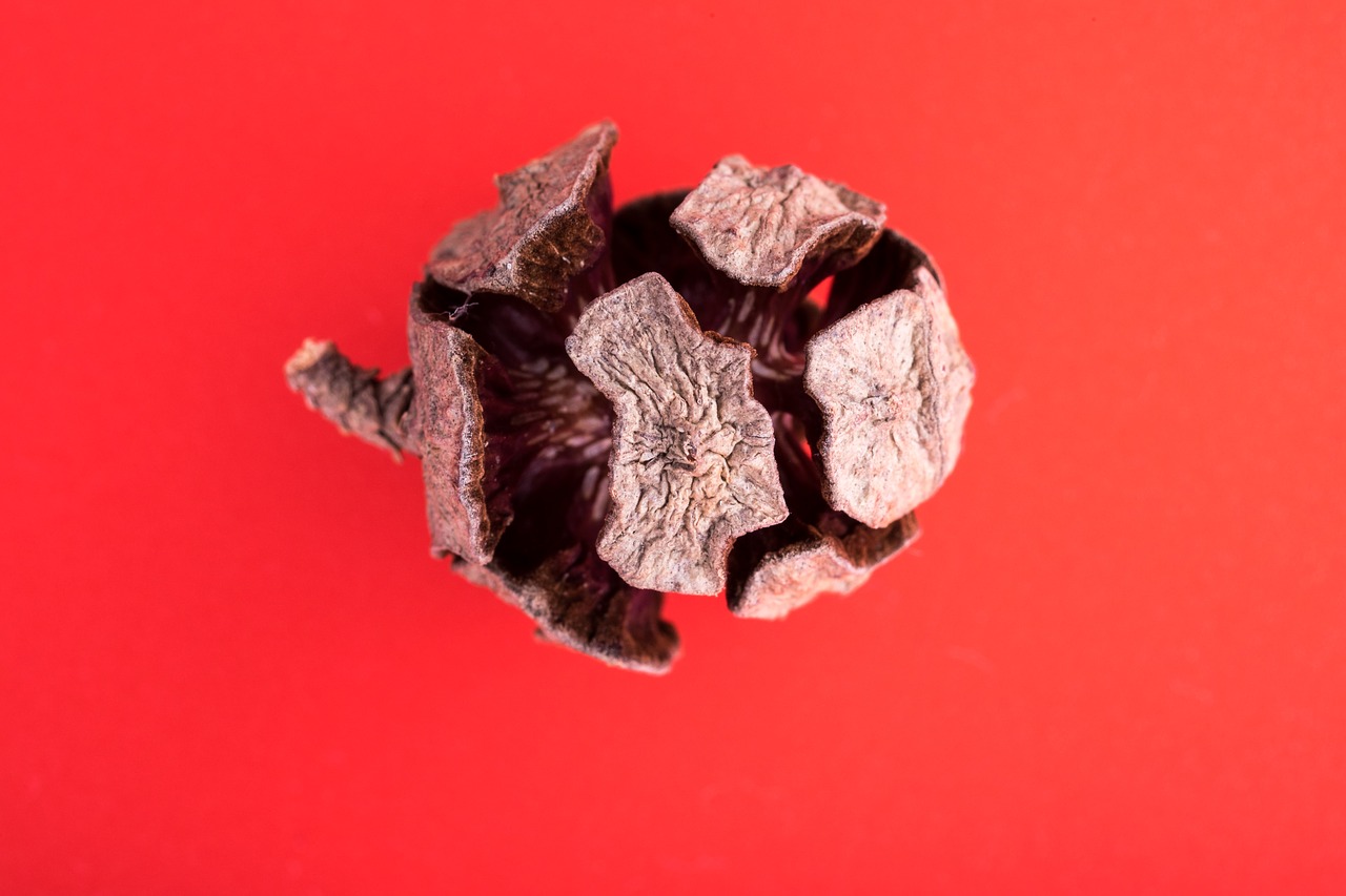 Image - pine cone macro needles forest