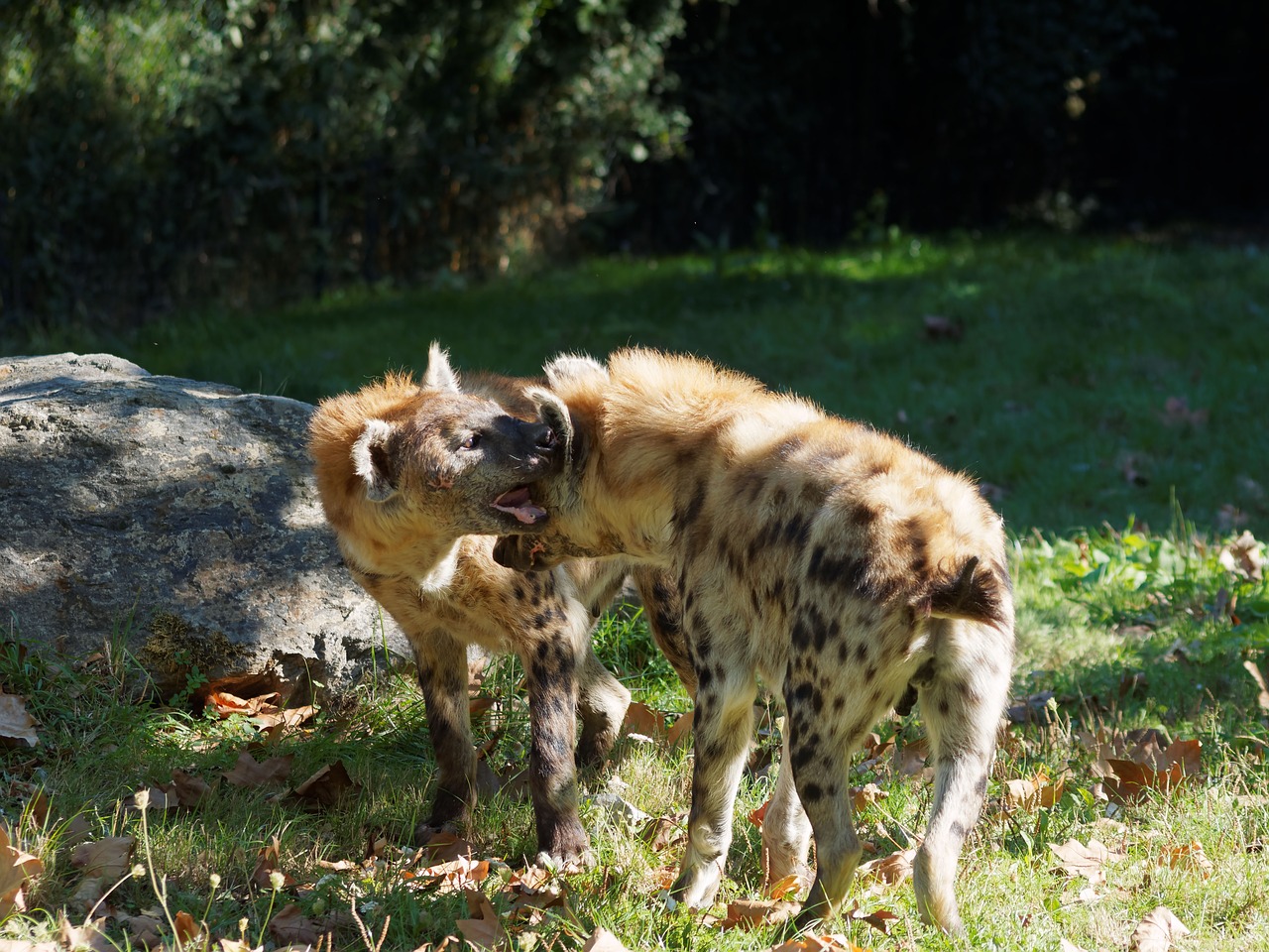 Image - hyenas hyénidae africa savannah