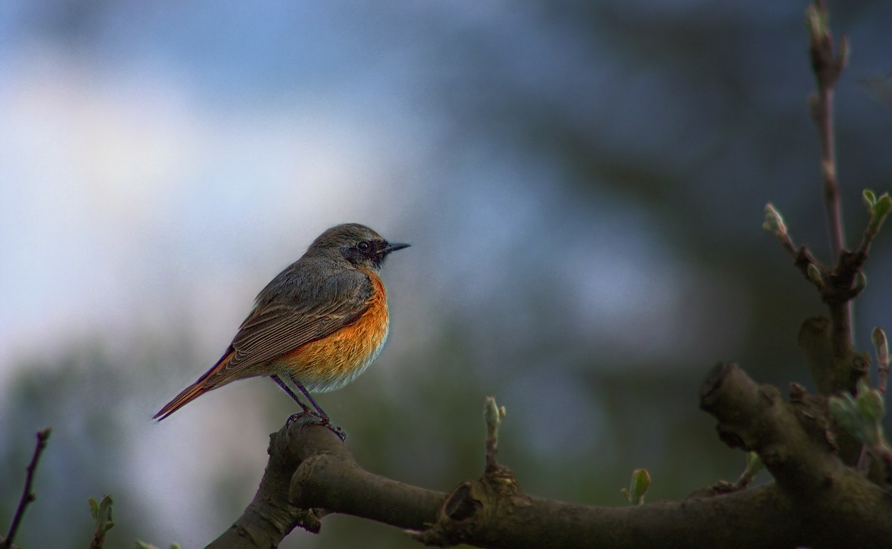 Image - common redstart