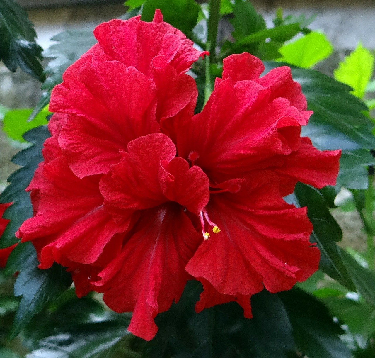 Image - hibiscus double red flower