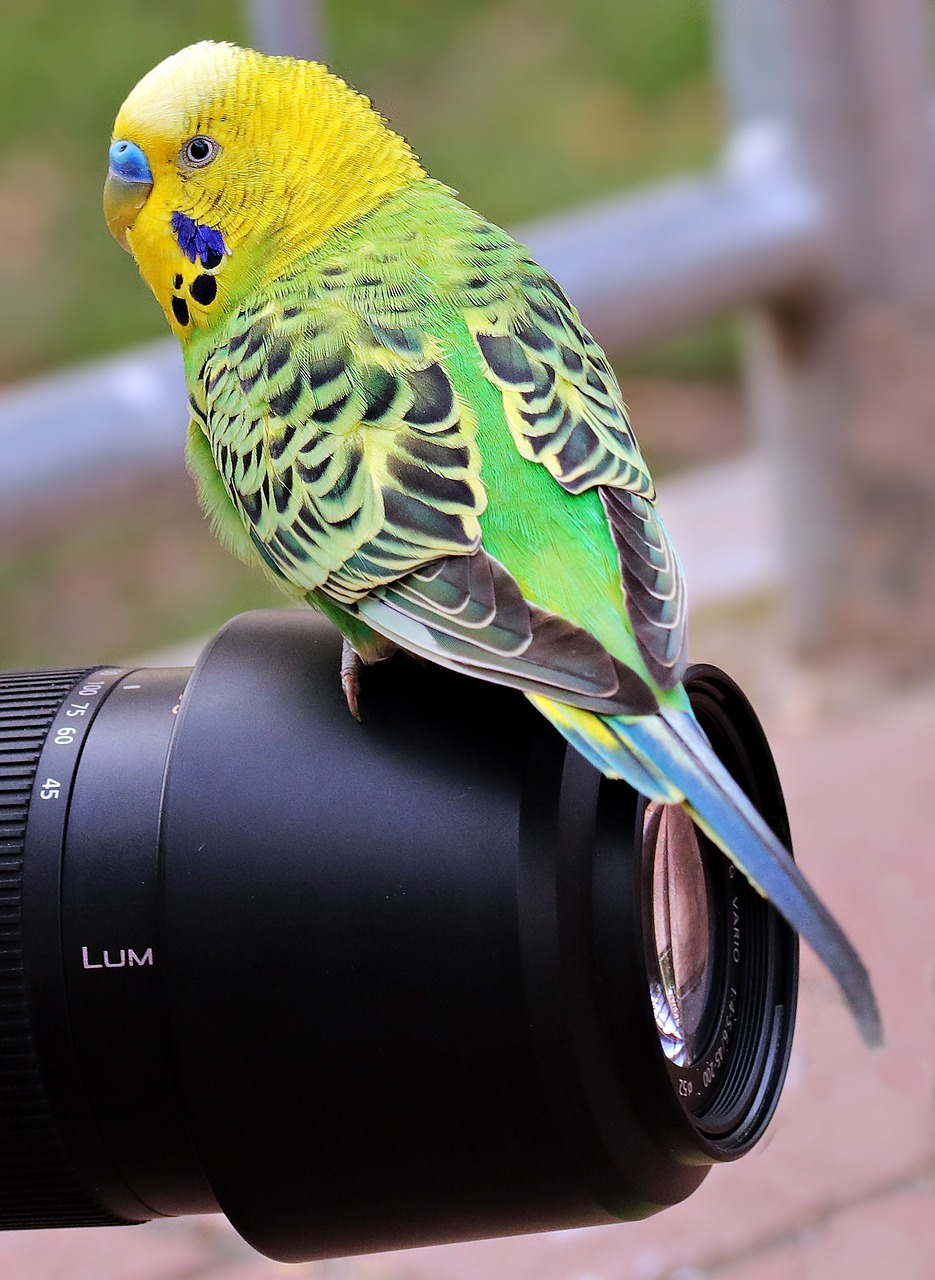 Image - budgie bird green yellow